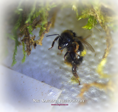 Holly - Bufftail - Warning Signs