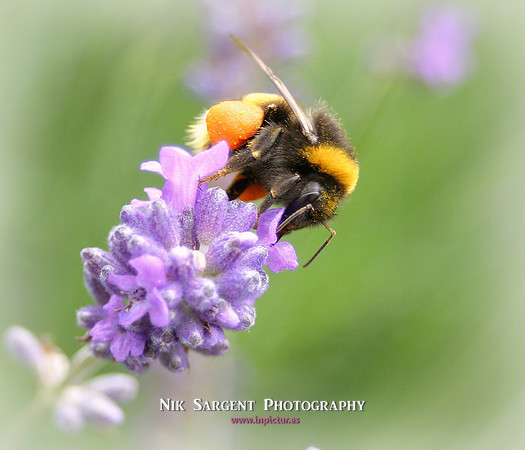 Bufftail Bumblebee collecting pollen on lavender