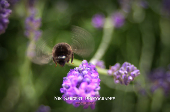 redtail bumblebee coming into land