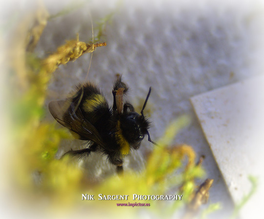 Holly - Bufftail - camouflage