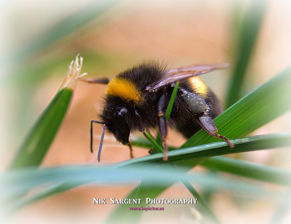 Bufftail Bumblebee - Bombus Terrestris - recovering from the cold and warming up