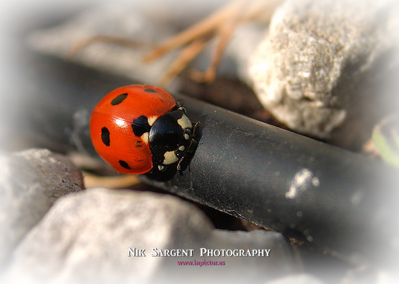 0923-ladybird-crop-tfn