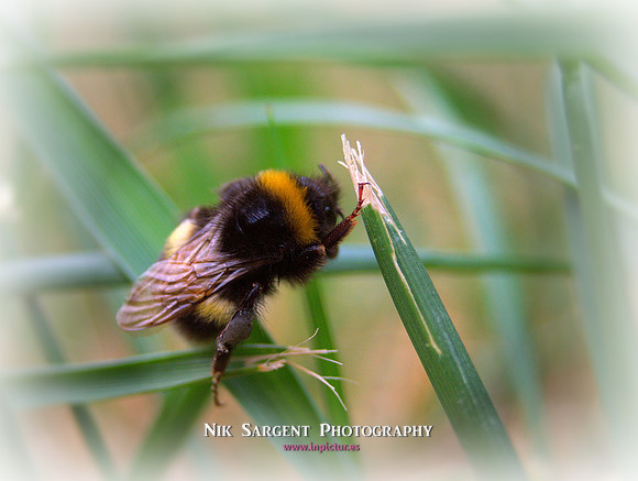 Bufftail Bumblebee - Bombus Terrestris - recovering from the cold and warming up