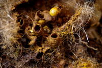 beepol autopsy-3774