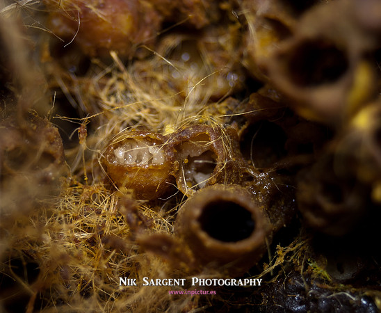 beepol autopsy-3793