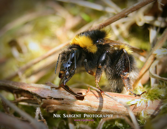 Garden Bumblebee Queen - resting in moss