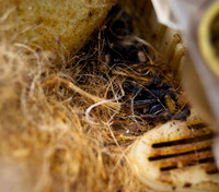 beepol autopsy-3744