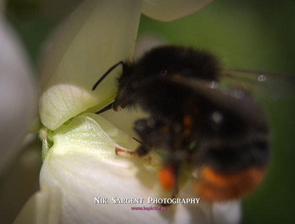 Redtailed Bumblebee on Lupin