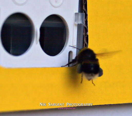 Bufftail with pollen entering nestbox