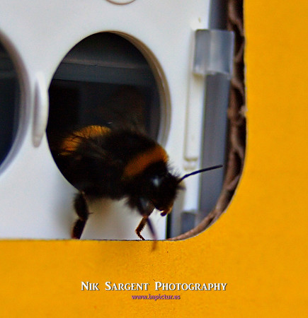 Bufftail leaving nestbox