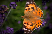 painted lady