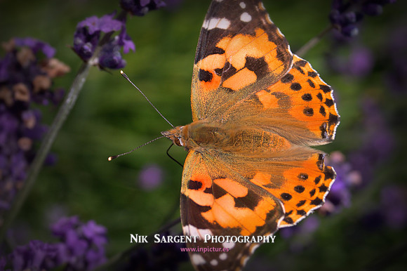 painted lady
