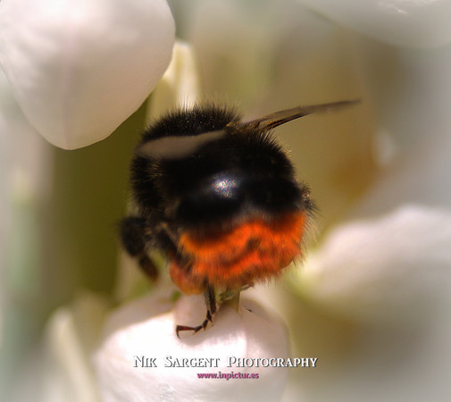 Redtailed Bumblebee on Lupin