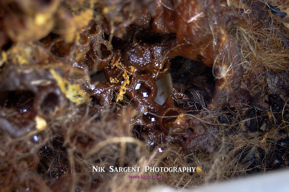 beepol autopsy-3801