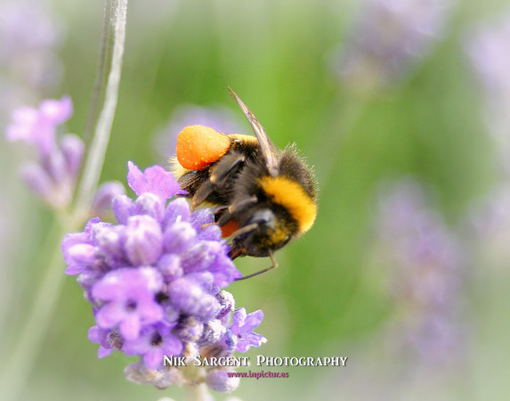 Bufftail Bumblebee collecting pollen on lavender