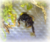 Holly - Bufftail - Warning Signs