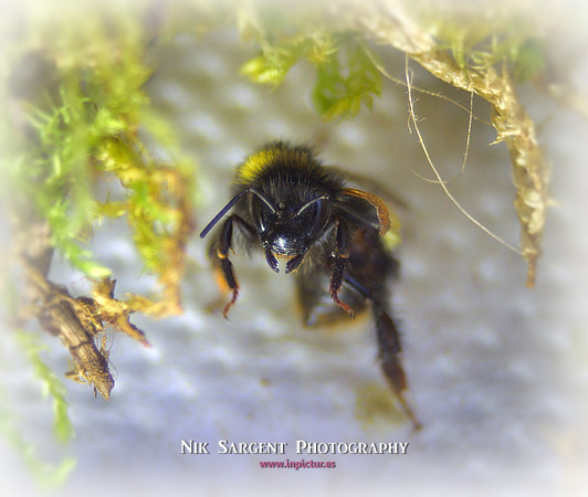 Holly - Bufftail - Warning Signs