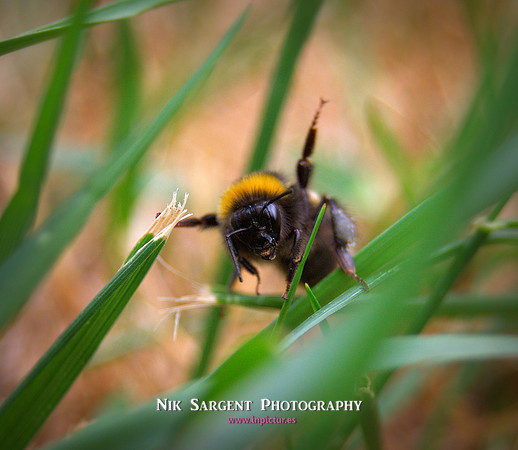Bufftail Bumblebee - Bombus Terrestris - recovering from the cold and warming up