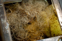 beepol autopsy-3758