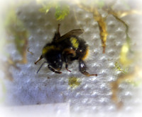 Holly - Bufftail - Warning Signs