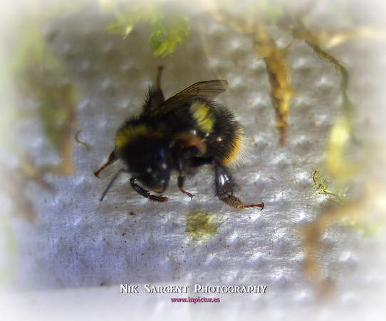 Holly - Bufftail - Warning Signs