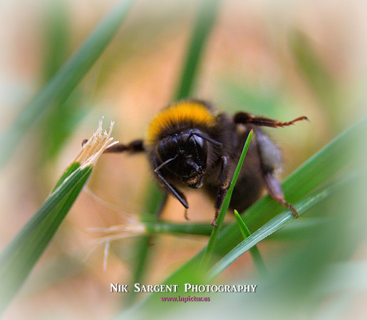 Bufftail Bumblebee - Bombus Terrestris - recovering from the cold and warming up