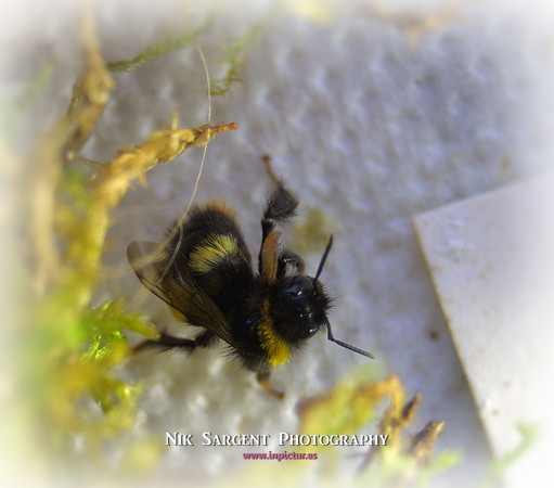 Holly - Bufftail - camouflage