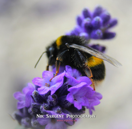 Bufftailed Bumblebee