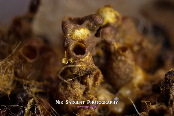 beepol autopsy-3817