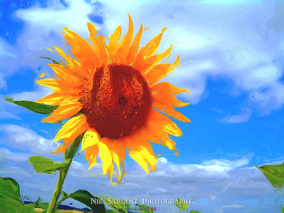 Sunny in Champagne