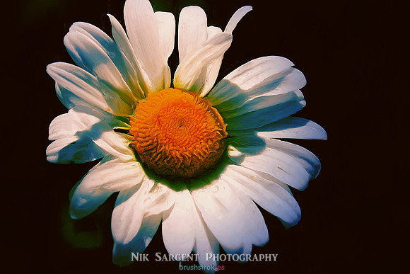 Daisy in a classical Oil Style
