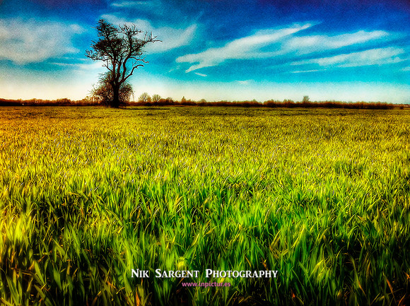 In the Fields