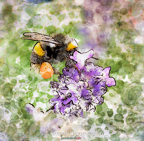 Bumbling on the Lavender