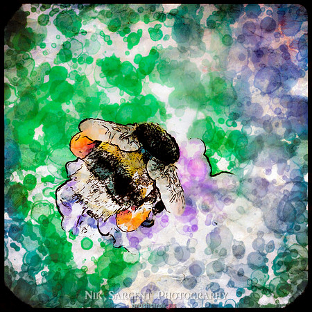 Bumbling on the Lavender