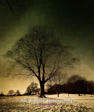 Tree on Cherry Hill