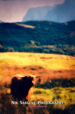 Highland Cow at the foot of Ben Nevis